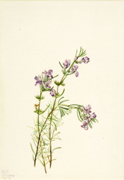 Conradina verticillata, 1934. 作者 玛丽·沃克斯·沃尔科特