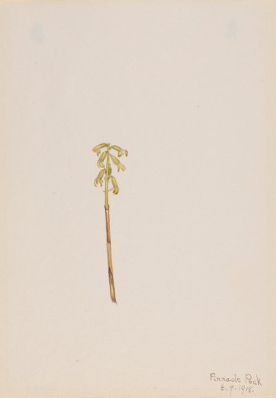 Corathorhiza corallorhiza 作者 玛丽·沃克斯·沃尔科特