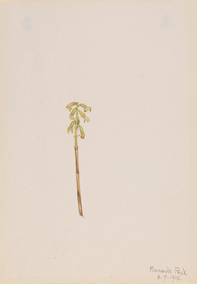 Corathorhiza corallorhiza，1918。 作者 玛丽·沃克斯·沃尔科特