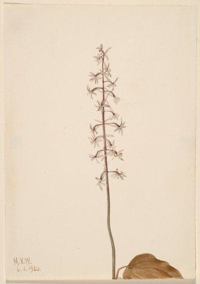 鹤望兰（Tipularia uniflora） 作者 玛丽·沃克斯·沃尔科特