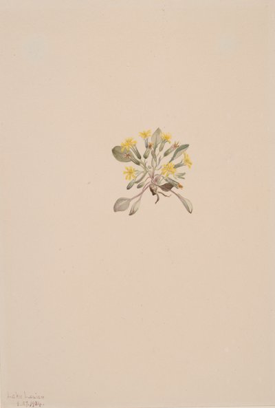 Crepis Elegans, 1904. 作者 玛丽·沃克斯·沃尔科特