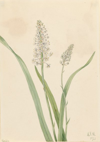 Crowpoison Chrosperma muscaetoxicum, 1921。 作者 玛丽·沃克斯·沃尔科特