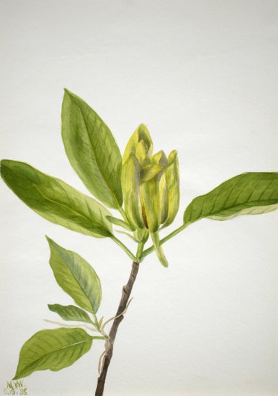黄瓜树 Magnolia scuminata, 1938. 作者 玛丽·沃克斯·沃尔科特