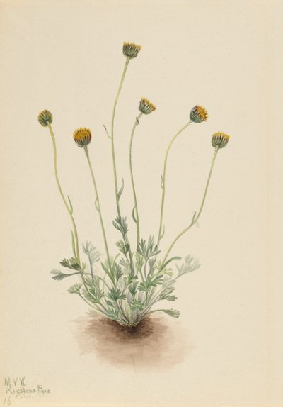 切叶飞蓬（Erigeron compositus nudus） 作者 玛丽·沃克斯·沃尔科特