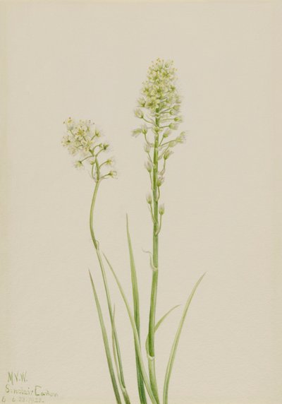 Death Camas Zygadenus venenosus, 1923. 作者 玛丽·沃克斯·沃尔科特