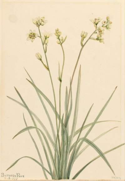 Deathcamas Zygadenus elegans, 1917. 作者 玛丽·沃克斯·沃尔科特