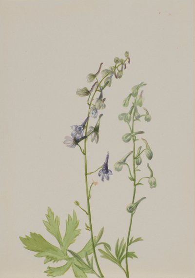 飞燕草（Delphinium scopulorum） 作者 玛丽·沃克斯·沃尔科特