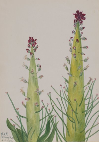 沙漠蜡烛（Caulanthus inflatus） 作者 玛丽·沃克斯·沃尔科特
