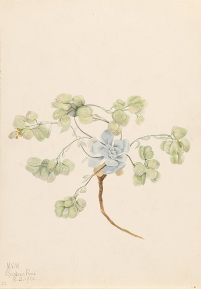双膀胱藻（Physaria didymocarpa） 作者 玛丽·沃克斯·沃尔科特