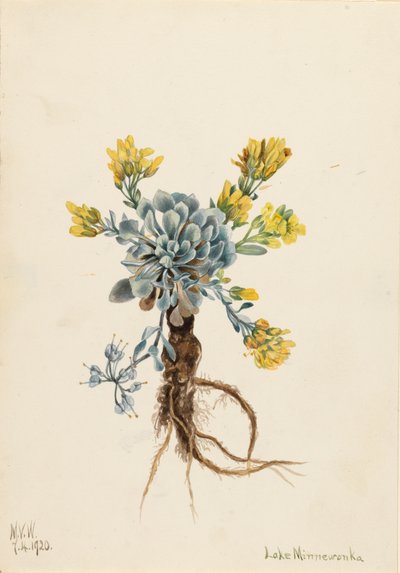 Double Bladderpod Physaria didymocarpa, 1920. 作者 玛丽·沃克斯·沃尔科特