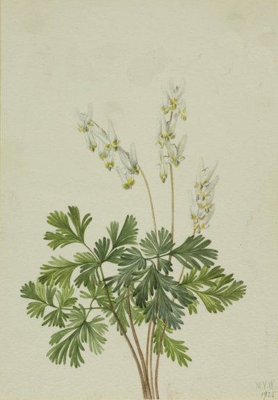 荷兰人的问候语 Bikukulla cucullaria, 1925。 作者 玛丽·沃克斯·沃尔科特