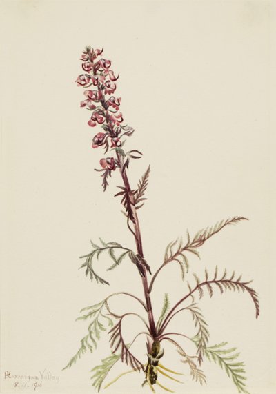 象头藻（Pedicularis groenlandica） 作者 玛丽·沃克斯·沃尔科特