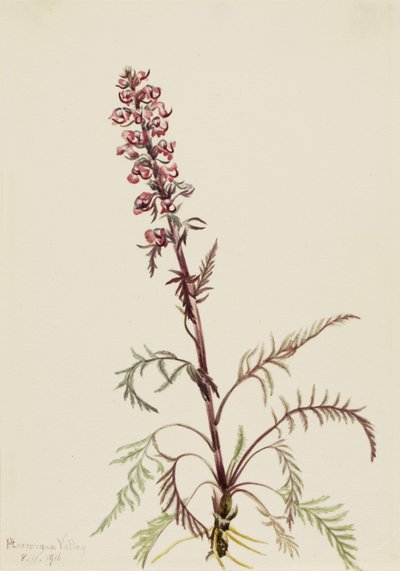 Elephanthead Pedicularis groenlandica, 1916。 作者 玛丽·沃克斯·沃尔科特