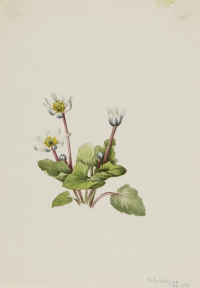 麋鹿（Caltha leptosepala） 作者 玛丽·沃克斯·沃尔科特