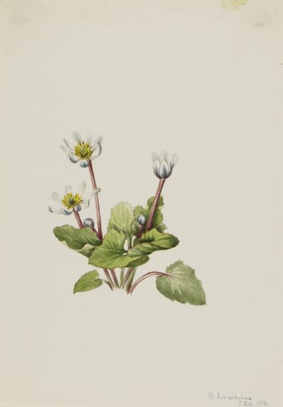 Elkslip Caltha leptosepala, 1916. 作者 玛丽·沃克斯·沃尔科特