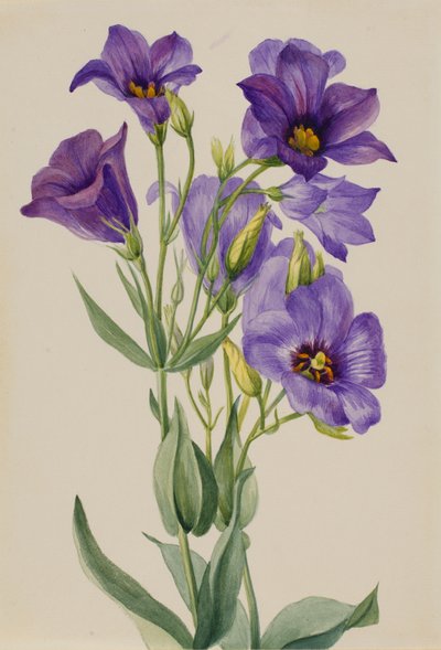 Eustoma russelianum，约1930年代初。 作者 玛丽·沃克斯·沃尔科特