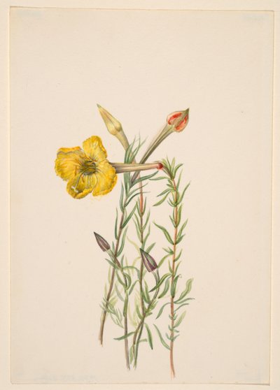 月见草（Oenothera lavandalaefolia） 作者 玛丽·沃克斯·沃尔科特