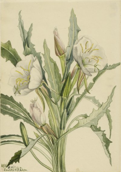 月见草（Pachyoplus hirsutus） 作者 玛丽·沃克斯·沃尔科特