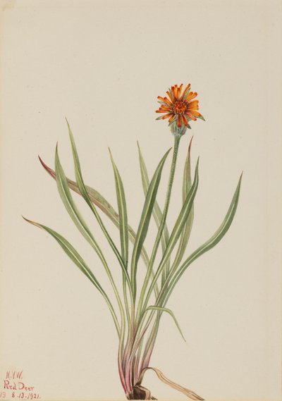 假蒲公英 Agoseris aurantiaca, 1921. 作者 玛丽·沃克斯·沃尔科特
