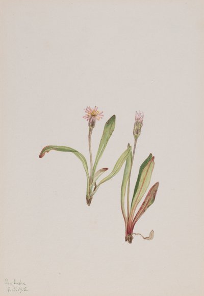 假蒲公英Agoseris carnea，1918年。 作者 玛丽·沃克斯·沃尔科特