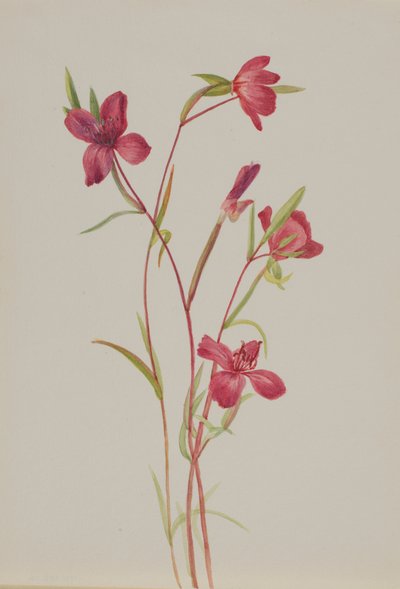 告别春天 Godetia amoena lilja, 约1930年代。 作者 玛丽·沃克斯·沃尔科特