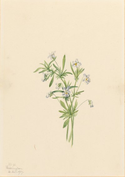 田野紫罗兰（Viola rafinesquii） 作者 玛丽·沃克斯·沃尔科特