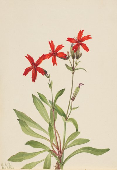 火粉红（Silene virginica） 作者 玛丽·沃克斯·沃尔科特