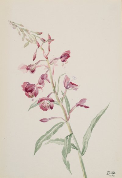 Fireweed Epilobium angustifolium, 1902. 作者 玛丽·沃克斯·沃尔科特