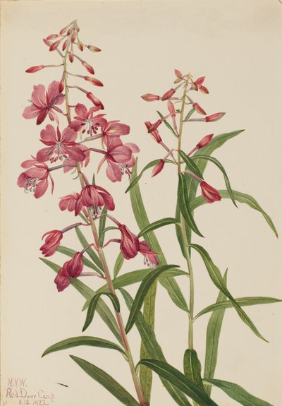 Fireweed Epilobium angustifolium, 1922. 作者 玛丽·沃克斯·沃尔科特