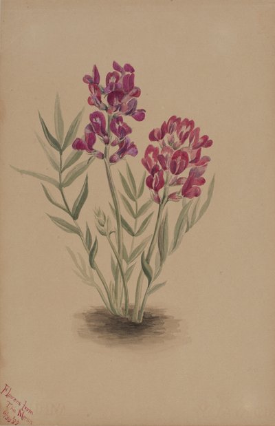 来自梅萨的花朵，1883年。 作者 玛丽·沃克斯·沃尔科特