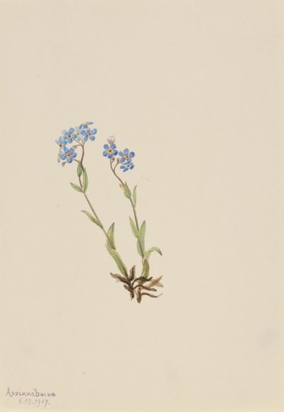 勿忘我（Myosotis alpestris） 作者 玛丽·沃克斯·沃尔科特