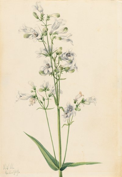 狐狸精Pentstemon Pentstemon digitalis，1919。 作者 玛丽·沃克斯·沃尔科特