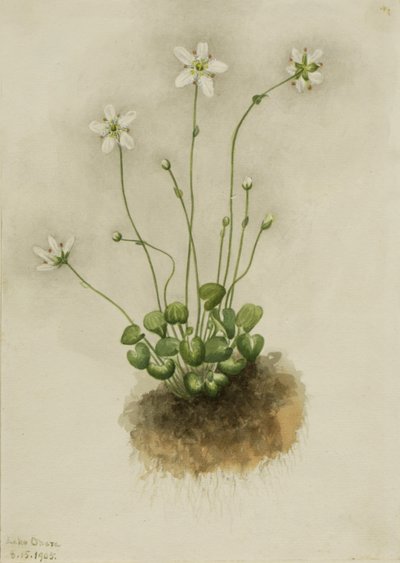边缘的Parnassia Parnassia fimbriata, 1905. 作者 玛丽·沃克斯·沃尔科特