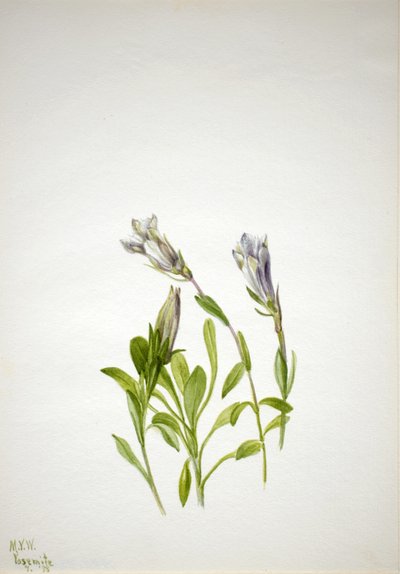 龙胆草 作者 玛丽·沃克斯·沃尔科特