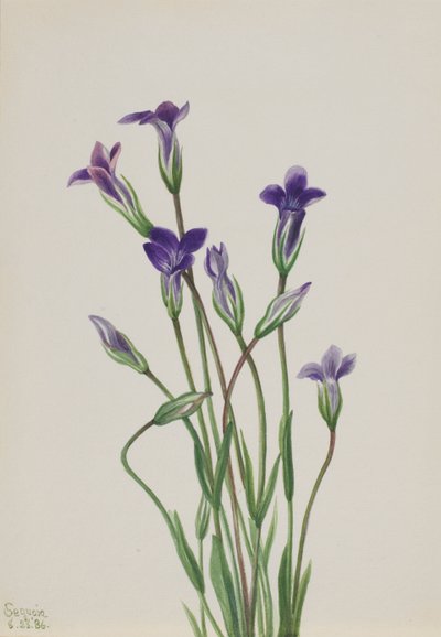龙胆 Gentiana holopetala, 1936. 作者 玛丽·沃克斯·沃尔科特