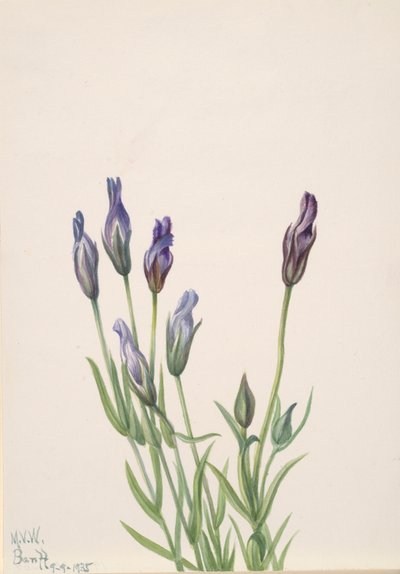 龙胆Gentiana macounii，1935。 作者 玛丽·沃克斯·沃尔科特
