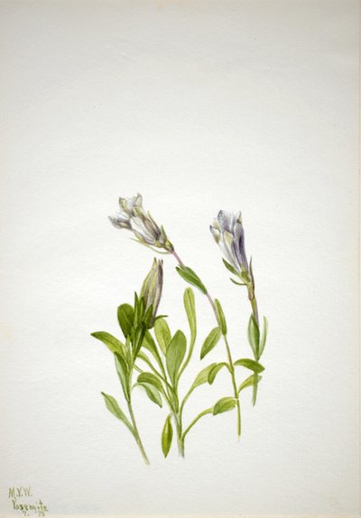 龙胆 Gentiana newberri, 1938. 作者 玛丽·沃克斯·沃尔科特