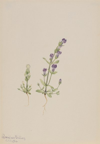 Gentiana propingua, 1916. 作者 玛丽·沃克斯·沃尔科特