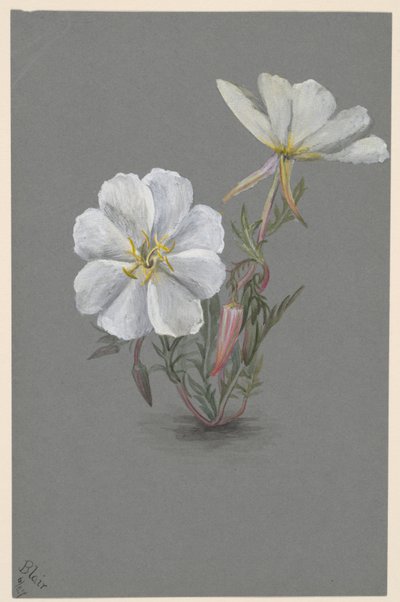 巨大的Helleborine Epipactia gigantea，约。1880. 作者 玛丽·沃克斯·沃尔科特