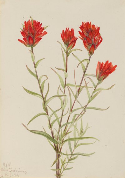 巨型红画眉草（Castilleja miniata） 作者 玛丽·沃克斯·沃尔科特