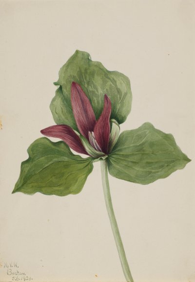巨型三叶草（Trillium chloropetalum） 作者 玛丽·沃克斯·沃尔科特