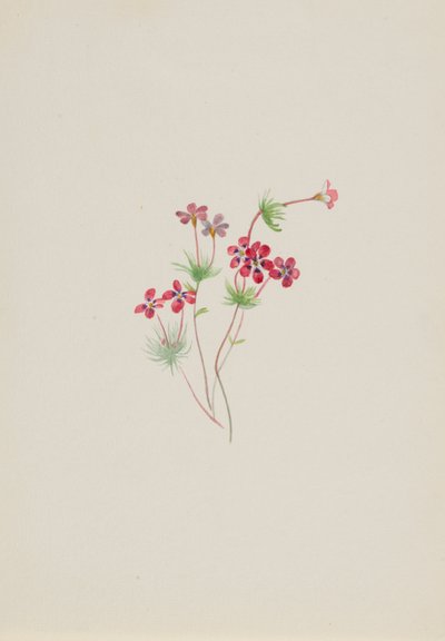 Gilia linanthus parviflorus 作者 玛丽·沃克斯·沃尔科特