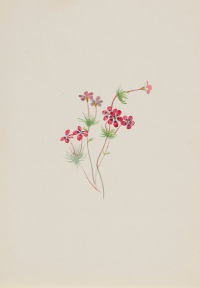 Gilia linanthus parviflorus, ca. 1900-1930. 作者 玛丽·沃克斯·沃尔科特