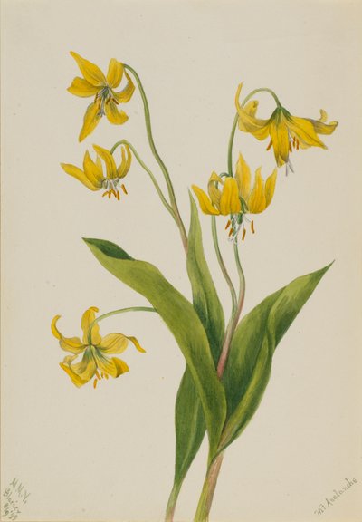 Glacierlily Erythronium grandiflorum, 1899. 作者 玛丽·沃克斯·沃尔科特