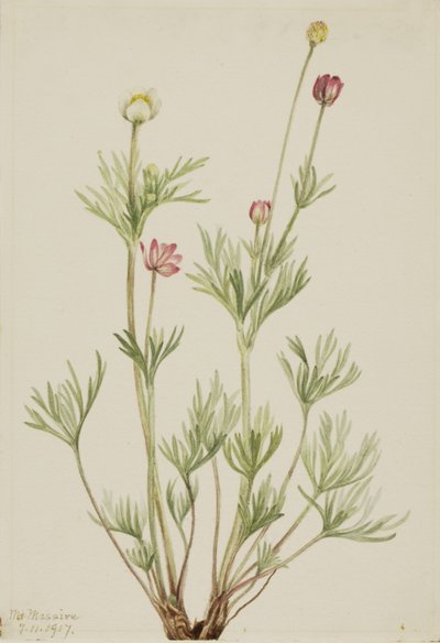 球葵（Anemone globosa） 作者 玛丽·沃克斯·沃尔科特