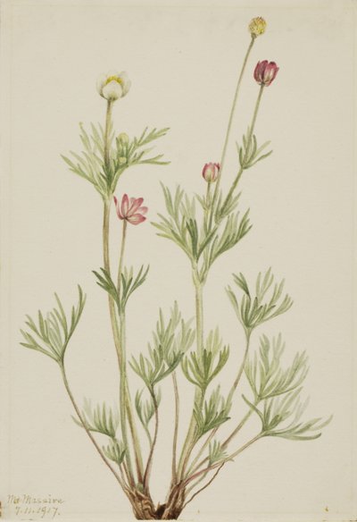Globe Anemone Anemone globosa, 1917. 作者 玛丽·沃克斯·沃尔科特