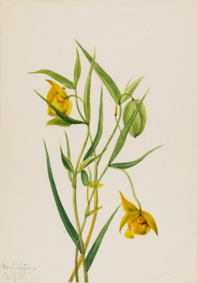 金仙子灯笼 Calochortus amabilis, 1936. 作者 玛丽·沃克斯·沃尔科特