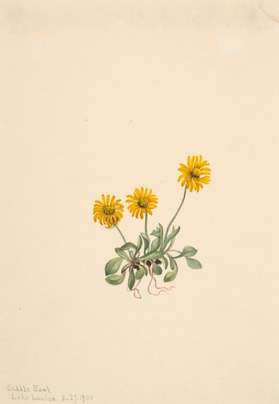 Golden Fleabane Erigeron aureus, 1904. 作者 玛丽·沃克斯·沃尔科特