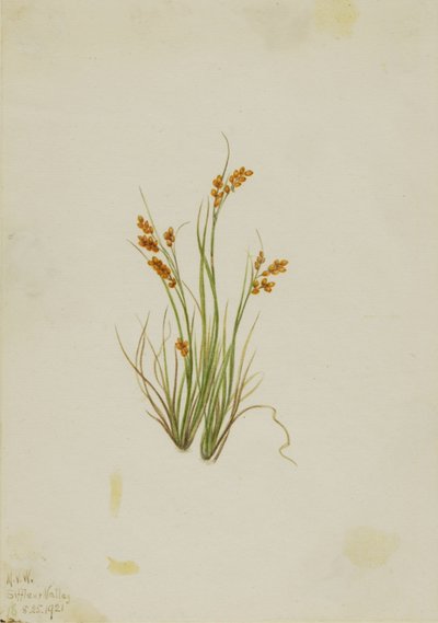 金边刺（Carex aurea） 作者 玛丽·沃克斯·沃尔科特