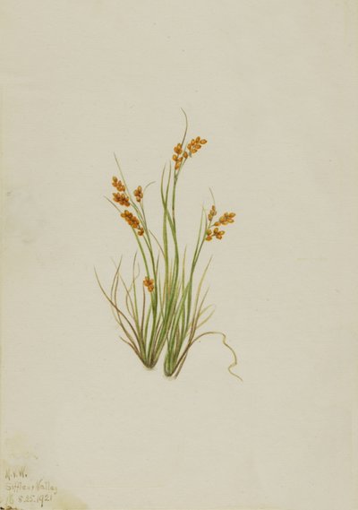 Golden Sedge Carex aurea, 1921. 作者 玛丽·沃克斯·沃尔科特